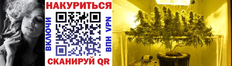 Конопля сатива  Югорск 